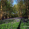 Bluebells