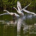 Swan Take-Off