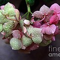 Pink Green and Rain