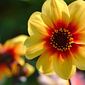 Autumn Flowers